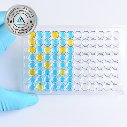 Lab 101: ELISA Tekniği ve Sektörel Analizler (Katılım Belgeli, Kayıttan Hemen İzle) resmi