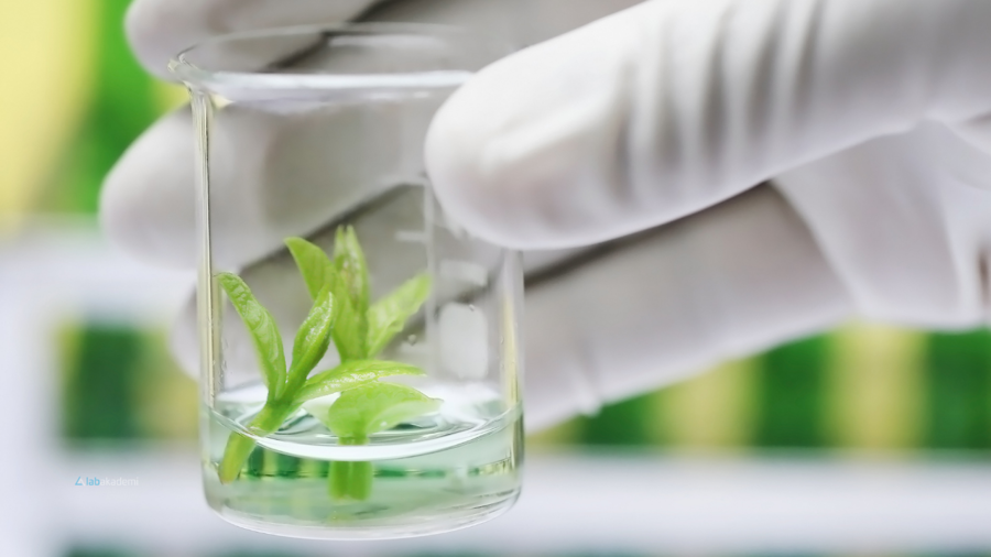 CV'nizde Bir "Araştırmacı" Vizyonu Yaratmak: Makale İnceleme (Journal Club) ve Bitki Ekstrakt Analizleri Size Hangi Kapıları Açar?