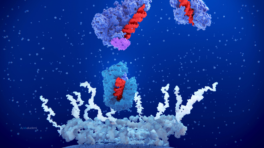 Biyolojiyi Dijitalleştirmek: Özgeçmişinizde "Moleküler Docking Biliyorum" Demek Size Hangi Kapıları Açar?